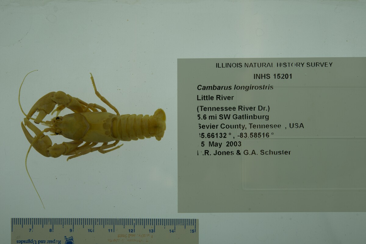 Cambarus longirostris image